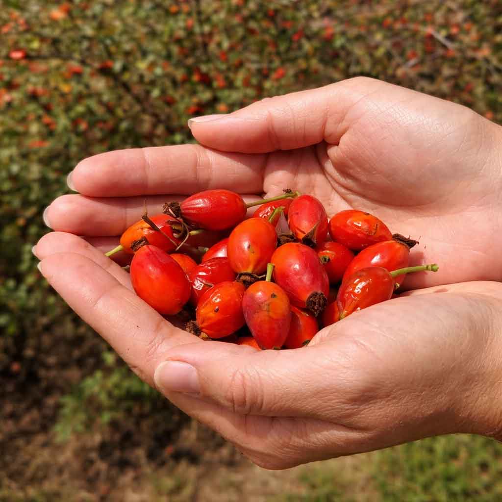 Dried Rosehips for Herbal Tea - Sweet & Tart Red Fruit