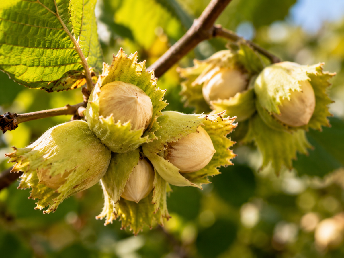 Turkish Grade A Whole Hazelnuts, 500 g