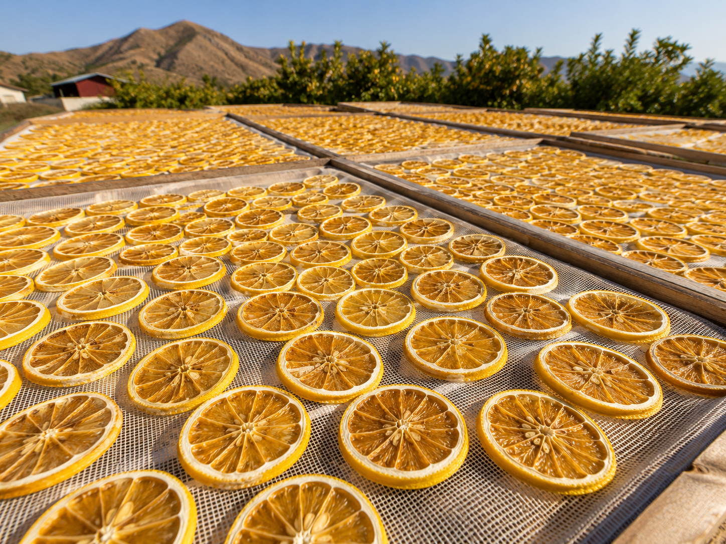 Turkish 100% Natural Dried Lemon Slices - 200g, 400g